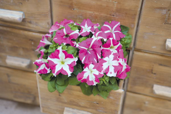 
                        Petunia
             
                        x hybrida F₁
             
                        SUCCESS! HD
             
                        Rose Star
            