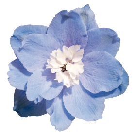   Benary's Pacific Summer Skies