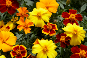 Tagetes patula Disco