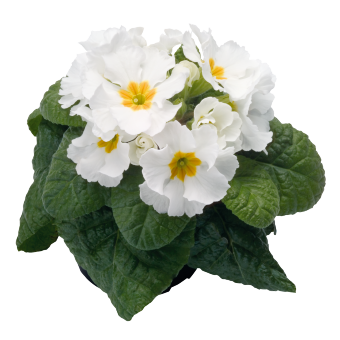 
                        Primula
             
                        elatior F₁
             
                        Piano
             
                        White
            