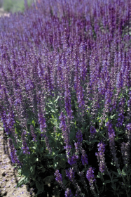   Queen Dwarf Blue