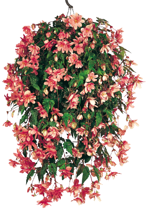 
                        Begonia
             
                        tuberhybrida F₁
             
                        Illumination®
             
                        Salmon Pink
            