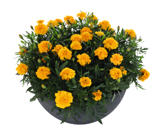 
                        Tagetes
             
                        patula
             
                        Super Hero™
             
                        Gold
            