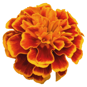   Super Hero Orange Flame