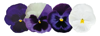Viola
wittrockiana F₁
Inspire® DeluXXe
Blue Moon Mix