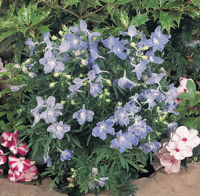 
                        Delphinium
             
                        grandiflorum
             
                        Summer
             
                        Blues®
            