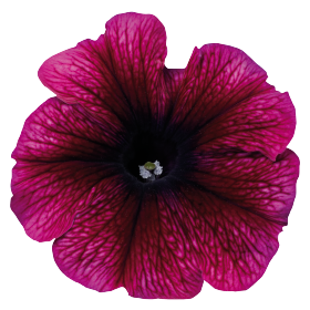   Celebrity Plum Ice
