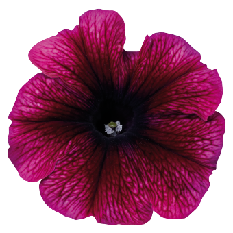 Petunia
             
                        x hybrida F₁
             
                        Celebrity
             
                        Plum Ice