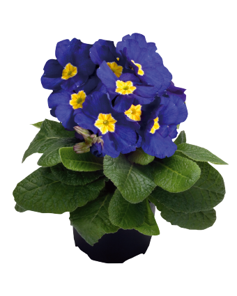 
                        Primula
             
                        elatior F₁
             
                        Piano
             
                        Blue
            