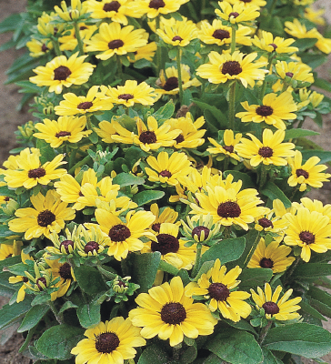 Rudbeckia hirta Toto® Lemon | Benary