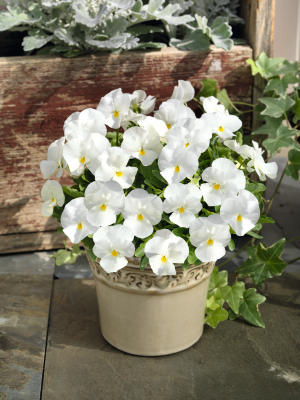Viola
cornuta F₁
Admire®
White