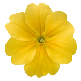 Piano Yellow