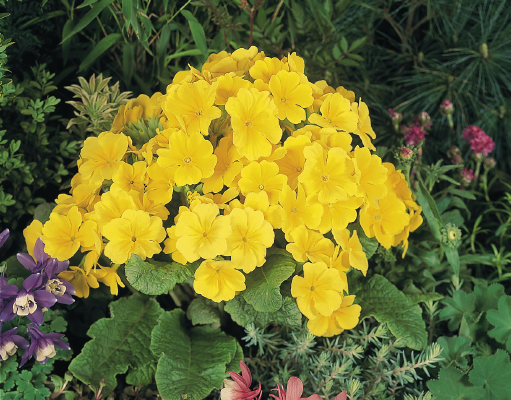 
                        Primula
             
                        elatior F₁
             
                        Crescendo®
             
                        Yellow
            