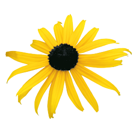 Rudbeckia fulgida Goldsturm 