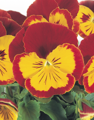 Viola
wittrockiana F₂
Joker®
Red & Gold