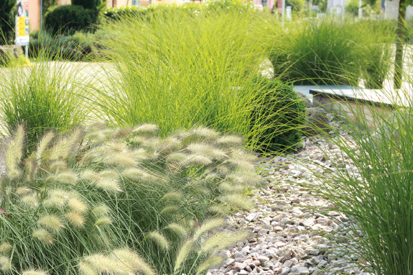 Pennisetum villosum Fluffy | Benary