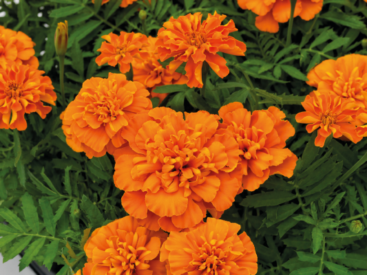 
                        Tagetes
             
                        patula
             
                        Super Hero
             
                        Deep Orange
            