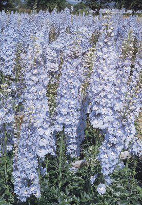 Delphinium
             
                        hybrida
             
                        Benary's Pacific
             
                        Summer Skies
