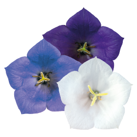 Campanula carpatica Clips 