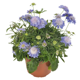   Ritz Blue