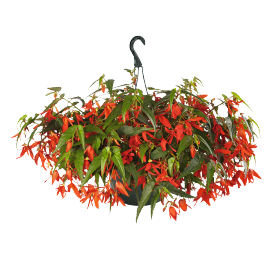 Begonia boliviensis F₁ Sun Cities Collection Santa Cruz®