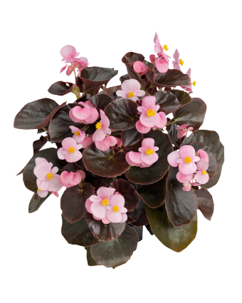 
                        Begonia
             
                        semperflorens F₁
             
                        Cocktail®
             
                        Brandy®
            