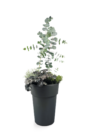 Eucalyptus
pulverulenta
Baby
Blue