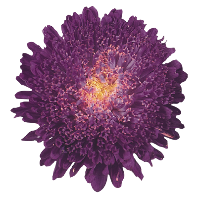 Callistephus
             
                        chinensis
             
                        Standy
             
                        Deep Blue