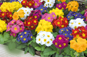 Primula elatior F₁ Piano