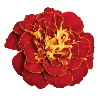 
                        Tagetes
             
                        patula
             
                        Safari
             
                        Red
            