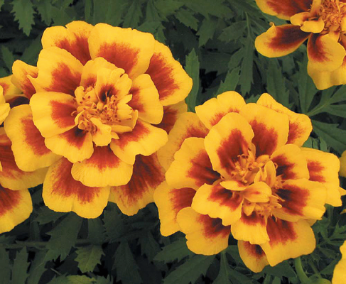 
                        Tagetes
             
                        patula
             
                        Safari
             
                        Yellow Fire
            