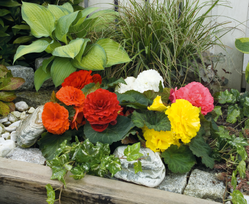 
                        Begonia
             
                        tuberhybrida F₁
             
                        Primary
            