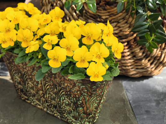 Viola
             
                        cornuta F₁
             
                        Admire®
             
                        Yellow