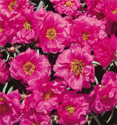 
                        Portulaca
             
                        grandiflora F₁
             
                        Sundial
             
                        Fuchsia
            