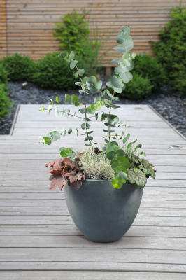 Eucalyptus
pulverulenta
Baby
Blue