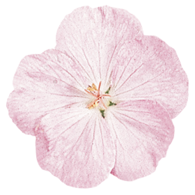   Vision® Pink