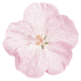 
                        Geranium
             
                        sanguineum
             
                        Vision®
             
                        Pink
            