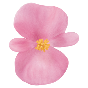 Nightlife Pink