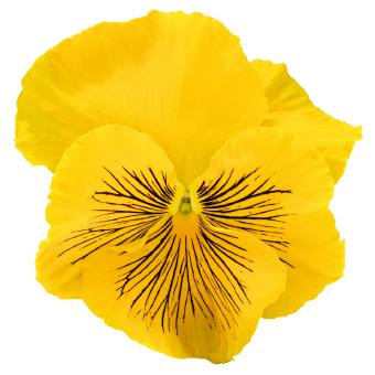 
                        Viola
             
                        wittrockiana F₁
             
                        Cats® Plus
             
                        Yellow
            