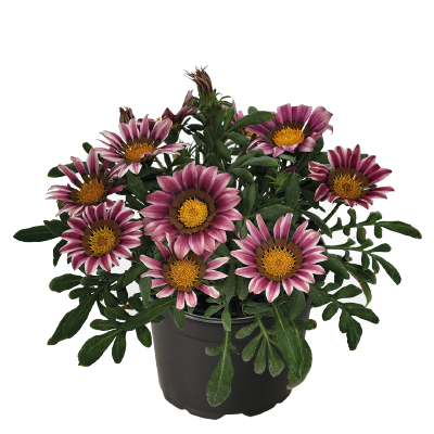 
                        Gazania
             
                        rigens F₁
             
                        Zany
             
                        Pink
            