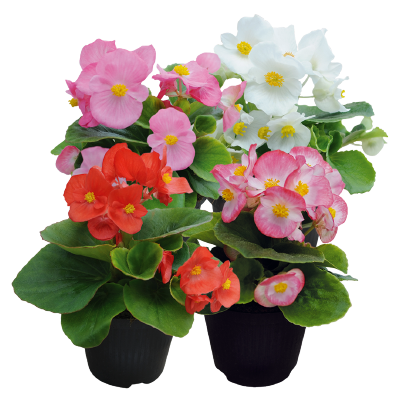 Begonia
semperflorens F₁
Super Cool
Mix