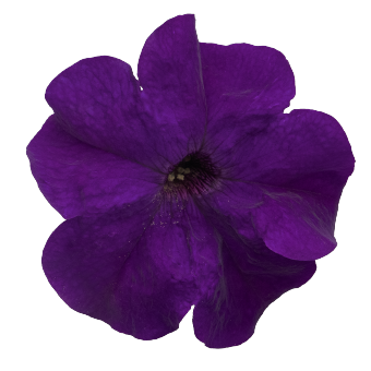 
                        Petunia
             
                        x hybrida F₁
             
                        SUCCESS! 360°
             
                        Blue
            