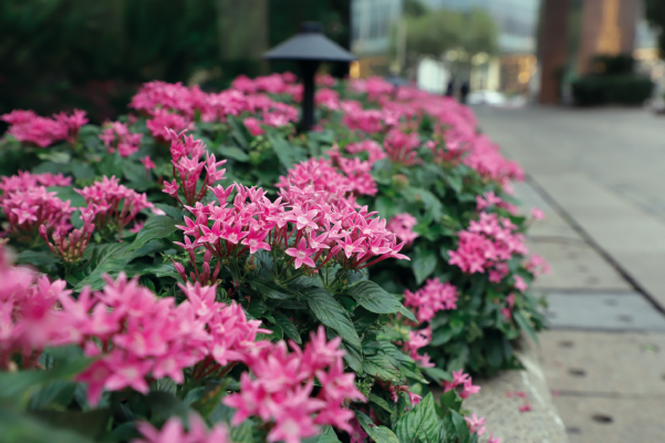 Pentas
             
                        lanceolata F₁
             
                        Graffiti®
             
                        Pink