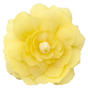   Illumination® Lemon