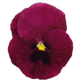   Inspire® DeluXXe® Deep Rose Blotch
