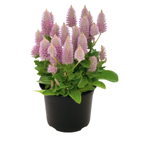 Ptilotus exaltatus Joey® 