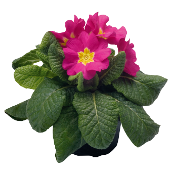 Primula
             
                        elatior F₁
             
                        Piano
             
                        Rose