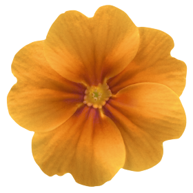   Piano Orange