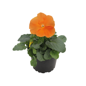 
                        Viola
             
                        wittrockiana F₁
             
                        Inspire® DeluXXe
             
                        Orange
            