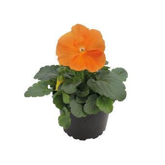 
                        Viola
             
                        wittrockiana F₁
             
                        Inspire® DeluXXe®
             
                        Orange
            